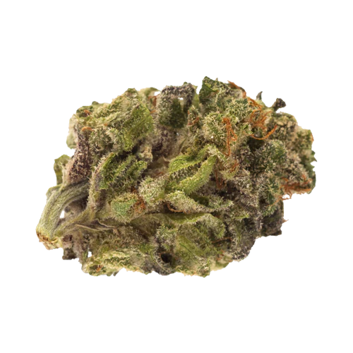Twd. Tropical Hazy Daze Whole Flower